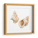 Conchas De Acuarela Vii - Megan Meagher | Cuadro decorativo de Canvas Lab