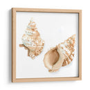Conchas De Acuarela Vii - Megan Meagher | Cuadro decorativo de Canvas Lab
