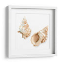 Conchas De Acuarela Vii - Megan Meagher | Cuadro decorativo de Canvas Lab