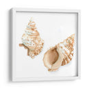 Conchas De Acuarela Vii - Megan Meagher | Cuadro decorativo de Canvas Lab