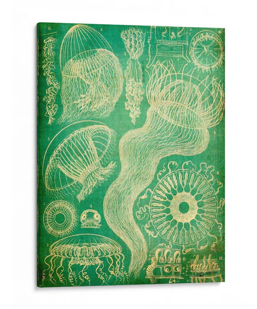 Sealife I - John Butler | Cuadro decorativo de Canvas Lab