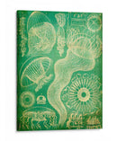 Sealife I - John Butler | Cuadro decorativo de Canvas Lab
