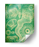 Sealife I - John Butler | Cuadro decorativo de Canvas Lab