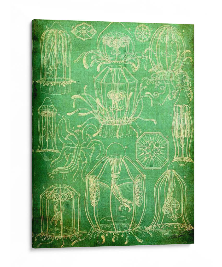 Sealife Ii - John Butler | Cuadro decorativo de Canvas Lab