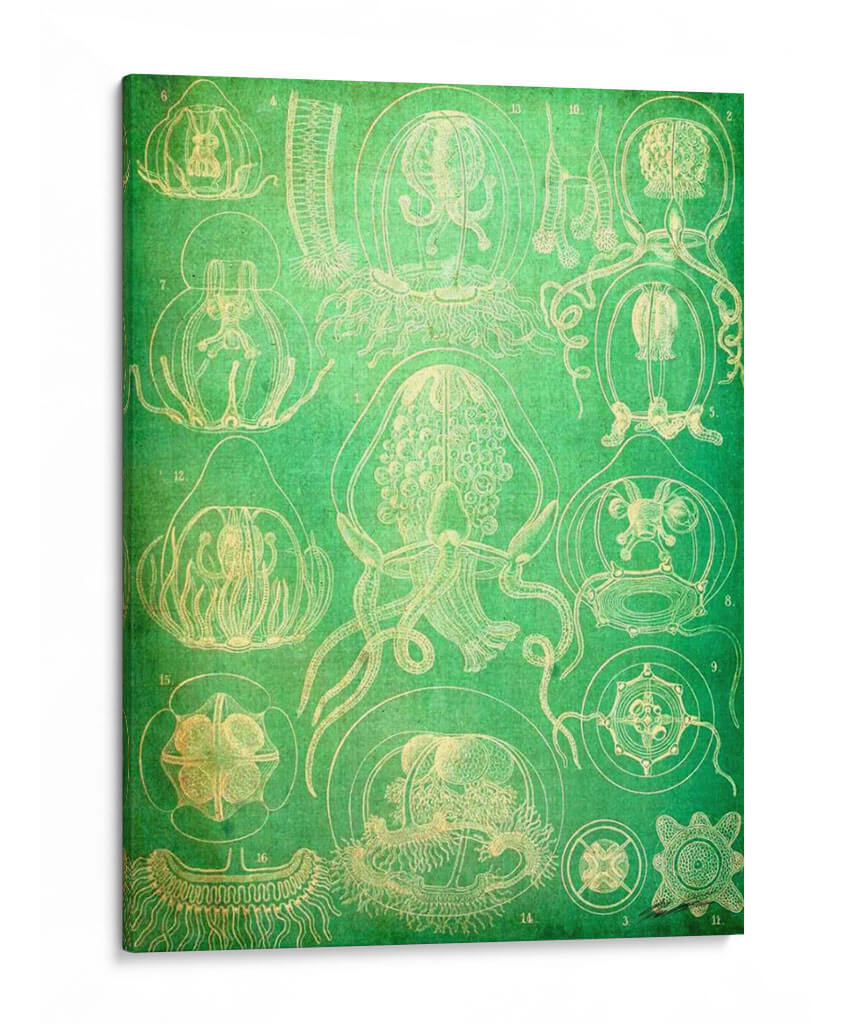 Sealife Iv - John Butler | Cuadro decorativo de Canvas Lab