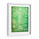 Sealife Iv - John Butler | Cuadro decorativo de Canvas Lab