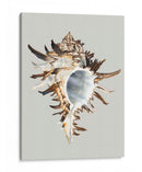 Murex Negro - Michael Willett | Cuadro decorativo de Canvas Lab