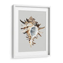 Murex Negro - Michael Willett | Cuadro decorativo de Canvas Lab