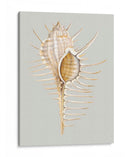 Espineoso Murex - Michael Willett | Cuadro decorativo de Canvas Lab