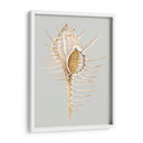 Espineoso Murex - Michael Willett | Cuadro decorativo de Canvas Lab