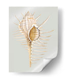 Espineoso Murex - Michael Willett | Cuadro decorativo de Canvas Lab