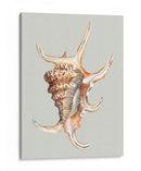 Concha Araña - Michael Willett | Cuadro decorativo de Canvas Lab