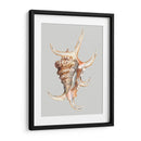 Concha Araña - Michael Willett | Cuadro decorativo de Canvas Lab