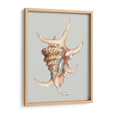 Concha Araña - Michael Willett | Cuadro decorativo de Canvas Lab