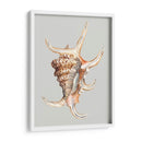 Concha Araña - Michael Willett | Cuadro decorativo de Canvas Lab