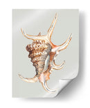 Concha Araña - Michael Willett | Cuadro decorativo de Canvas Lab