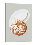 Nautilo - Michael Willett | Cuadro decorativo de Canvas Lab