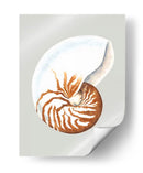 Nautilo - Michael Willett | Cuadro decorativo de Canvas Lab