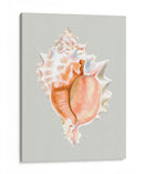 Murex Rosa - Michael Willett | Cuadro decorativo de Canvas Lab