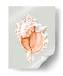 Murex Rosa - Michael Willett | Cuadro decorativo de Canvas Lab