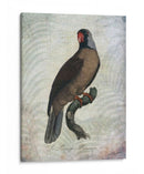 Parrot Jungle I - John Butler | Cuadro decorativo de Canvas Lab