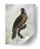 Parrot Jungle I - John Butler | Cuadro decorativo de Canvas Lab