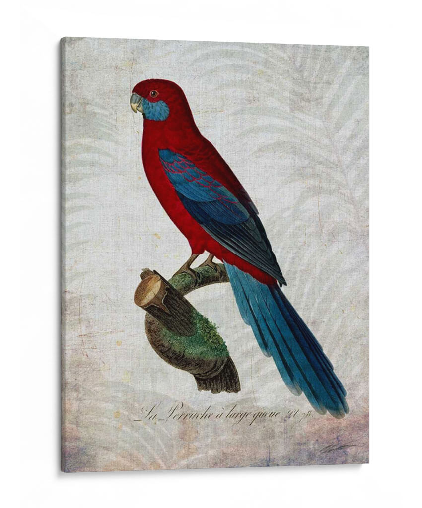 Parrot Jungle Ii - John Butler | Cuadro decorativo de Canvas Lab