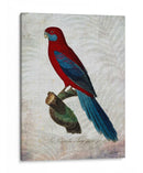 Parrot Jungle Ii - John Butler | Cuadro decorativo de Canvas Lab