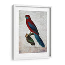 Parrot Jungle Ii - John Butler | Cuadro decorativo de Canvas Lab