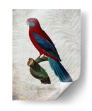 Parrot Jungle Ii - John Butler | Cuadro decorativo de Canvas Lab