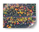 Demos un paseo entre los pinos de colores | Cuadro decorativo de Canvas Lab
