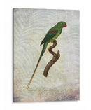 Parrot Jungle Iii - John Butler | Cuadro decorativo de Canvas Lab