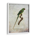 Parrot Jungle Iii - John Butler | Cuadro decorativo de Canvas Lab