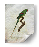 Parrot Jungle Iii - John Butler | Cuadro decorativo de Canvas Lab