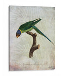 Parrot Jungle Iv - John Butler | Cuadro decorativo de Canvas Lab