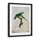 Parrot Jungle Iv - John Butler | Cuadro decorativo de Canvas Lab