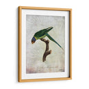 Parrot Jungle Iv - John Butler | Cuadro decorativo de Canvas Lab