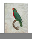 Parrot Jungle Vi - John Butler | Cuadro decorativo de Canvas Lab