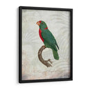 Parrot Jungle Vi - John Butler | Cuadro decorativo de Canvas Lab