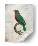 Parrot Jungle Vi - John Butler | Cuadro decorativo de Canvas Lab