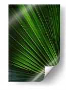 Despliegue verde | Cuadro decorativo de Canvas Lab