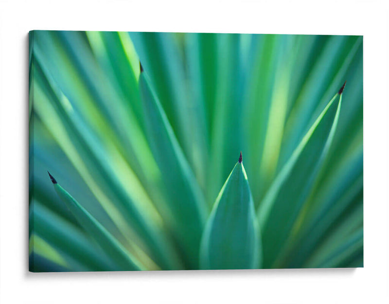 Detalle de agave | Cuadro decorativo de Canvas Lab