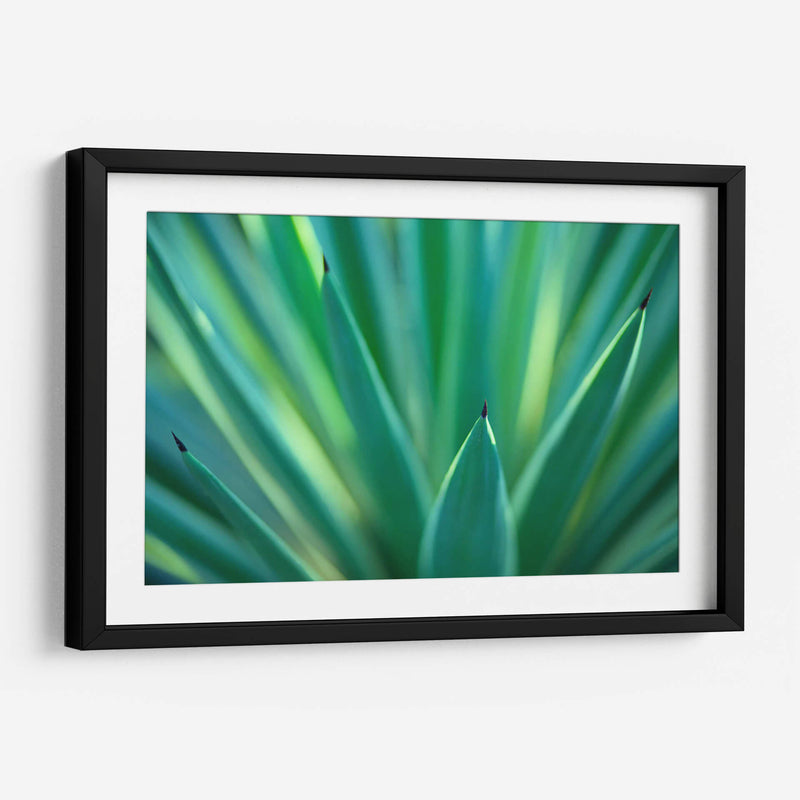 Detalle de agave | Cuadro decorativo de Canvas Lab
