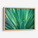 Detalle de agave | Cuadro decorativo de Canvas Lab