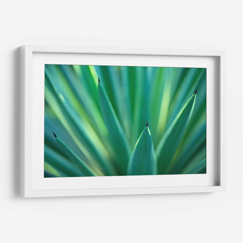 Detalle de agave | Cuadro decorativo de Canvas Lab