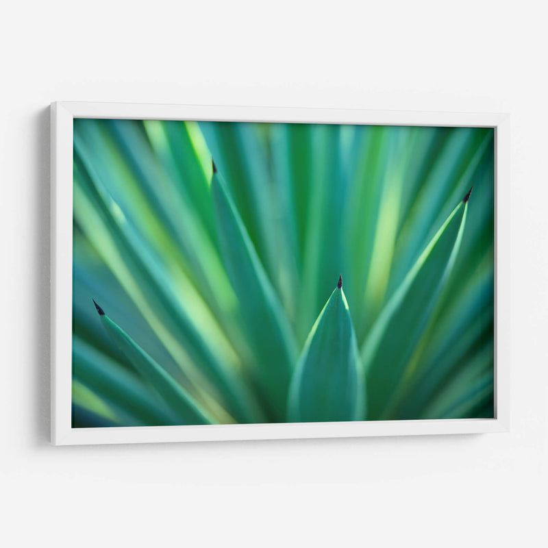 Detalle de agave | Cuadro decorativo de Canvas Lab