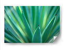 Detalle de agave | Cuadro decorativo de Canvas Lab