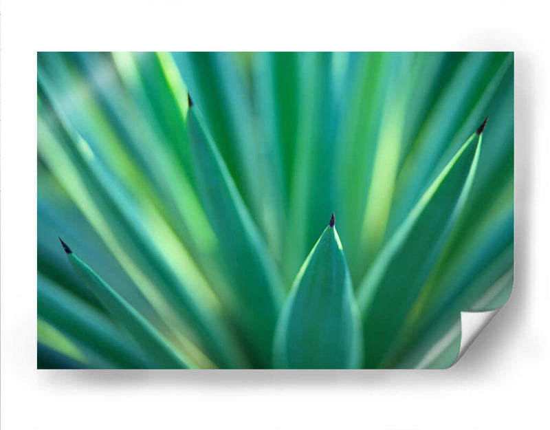 Detalle de agave | Cuadro decorativo de Canvas Lab