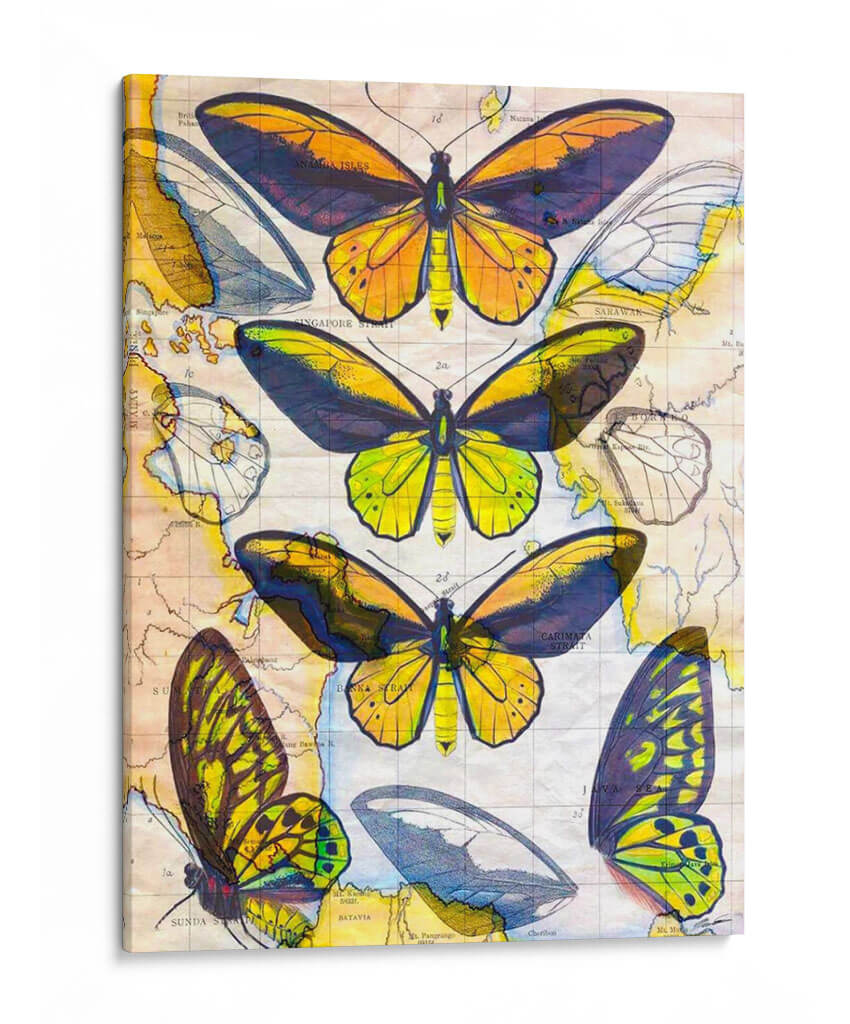 Mapa De Mariposa I - John Butler | Cuadro decorativo de Canvas Lab