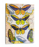 Mapa De Mariposa I - John Butler | Cuadro decorativo de Canvas Lab